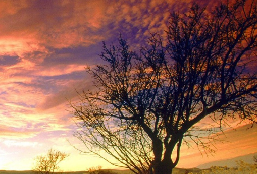 vivo推广怎么收费?vivo信息流 vivo推广怎么收费?vivo信息流