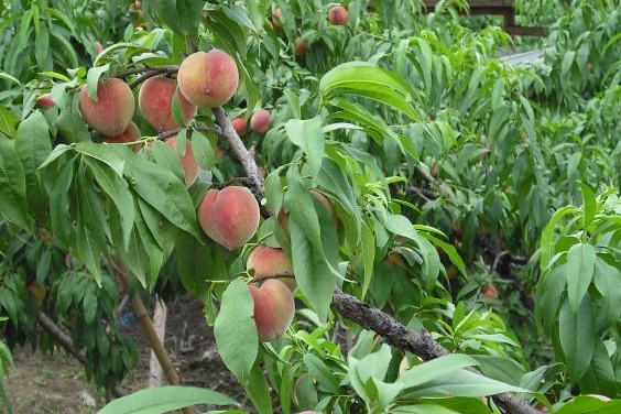 vivo推广怎么收费 vivo推广怎么收费