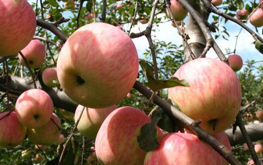 vivo推广怎么收费?vivo广告优惠活动。 vivo推广怎么收费?vivo广告优惠活动。