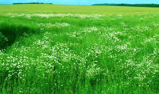 vivo推广怎么收费?vivo信息流广告 vivo推广怎么收费?vivo信息流广告