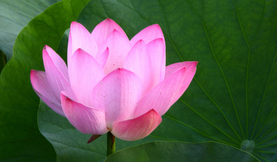 vivo推广怎么收费?vivo广告优惠活动。 vivo推广怎么收费?vivo广告优惠活动。