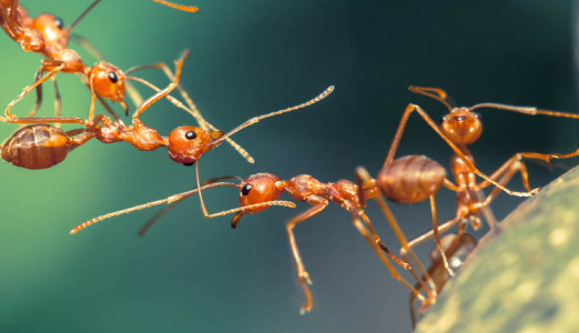 vivo推广怎么收费?vivo信息流广告 vivo推广怎么收费?vivo信息流广告