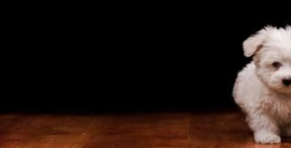 vivo信息流广告投放,vivo推广政策 vivo信息流广告投放,vivo推广政策